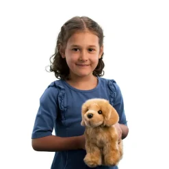 Sale Chap Golden Retriever Dogs