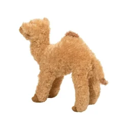 Hot Lawrence Camel Wildlife