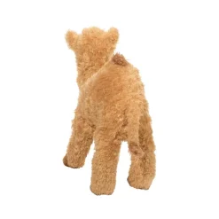 Hot Lawrence Camel Wildlife
