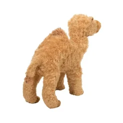 Hot Lawrence Camel Wildlife
