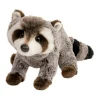 Best Ringo Raccoon Wildlife