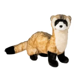 Best Vince Black Footed Ferret Wildlife