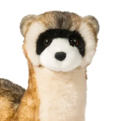 Best Vince Black Footed Ferret Wildlife