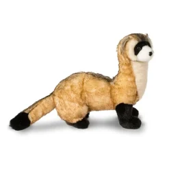 Best Vince Black Footed Ferret Wildlife